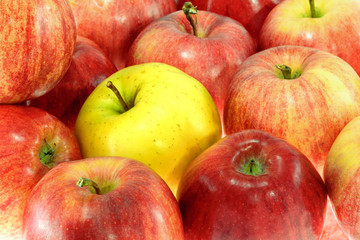 one ripe yellow apple with red apples