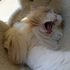 walters cat