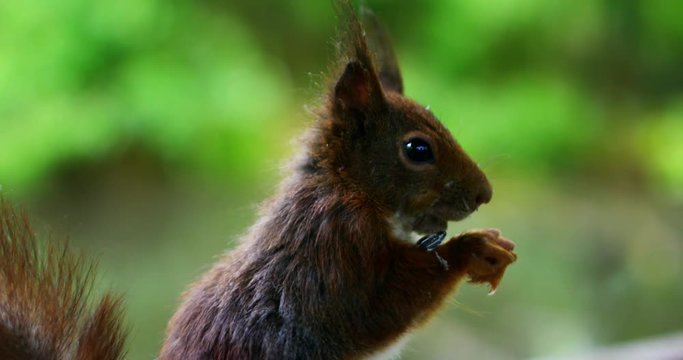 A squirrel eats the food and looks around in a fantastic place in slow motion