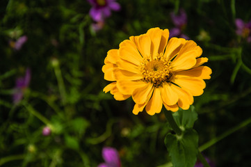 The blossoming gerbera jamesonii flowers closeup in garden 