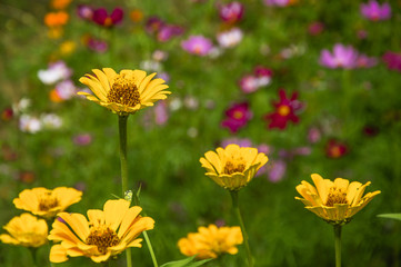 The blossoming gerbera jamesonii flowers closeup in garden 
