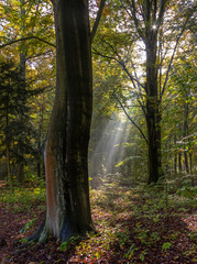 Fototapeta premium Wald