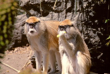 patas monkeys