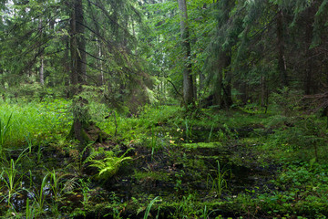 Fototapeta na wymiar Rich riparian mixed stand of Bialowieza Forest