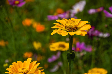 The blossoming gerbera jamesonii flowers closeup in garden 