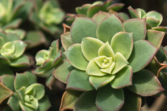 Ionium lat. Aeonium