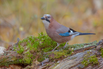 beautiful bird jay in the woods