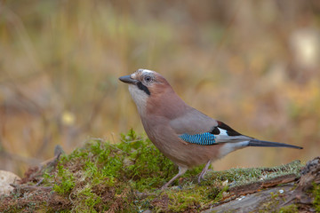 beautiful bird jay in the woods