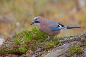 beautiful bird jay in the woods