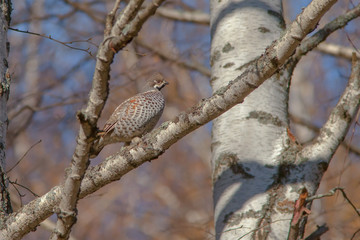 beautiful hazel grouse sitting on a tree