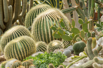 Cactus greenhouse of the Nikitsky Botanical garden