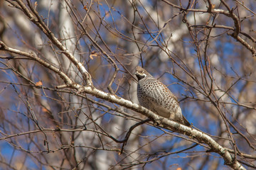 beautiful hazel grouse sitting on a tree