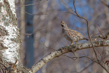 beautiful hazel grouse sitting on a tree