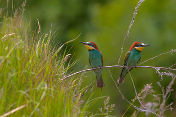 bird with bright colorful plumage sitting on a branch