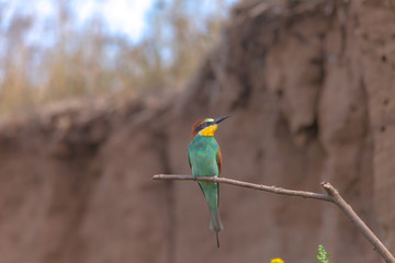 bird with bright colorful plumage sitting on a branch