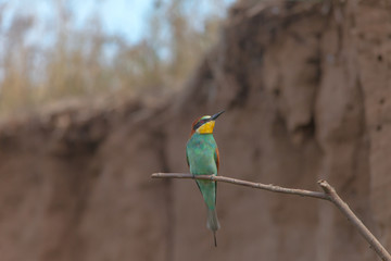bird with bright colorful plumage sitting on a branch