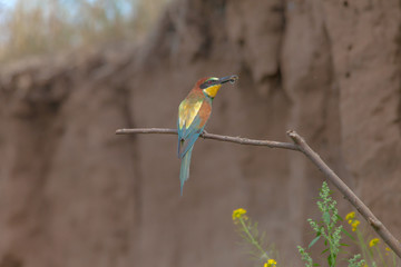 bird with bright colorful plumage sitting on a branch