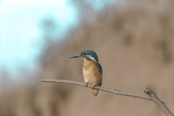 bird with bright colorful plumage sitting on a branch