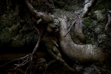 Roots