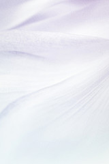 Obraz premium sweet color flower petals in soft color and blur style for background