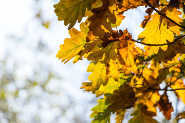 Colorful autumn oak leaves with blurred background