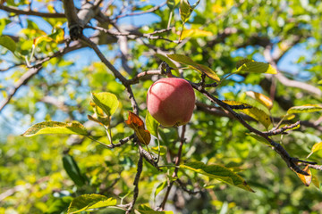 Red apples hanging on a tree and ready for picking