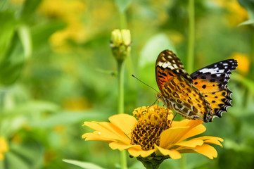 The butterfly and flower closeup with green background