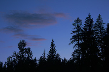 trees n dusk sky