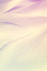 Obraz premium sweet color flower petals in soft color and blur style for background