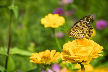 The butterfly and closeup with green background.