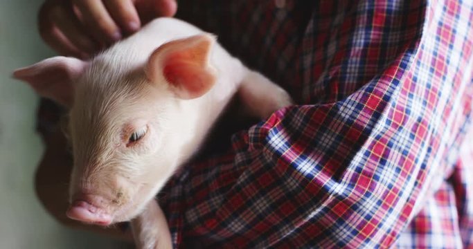 pig cute newborn standing on a grass lawn. concept of biological , animal health , friendship , love of nature . vegan and vegetarian style . respect for nature .
