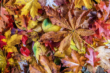 Fall leaves background. Colorful autumn background.