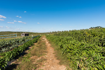 Fototapeta na wymiar Agricultural industry. Farm with vegetable garden