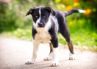 Puppy with colored eyes stands on the street on a background of grass