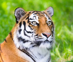 Fototapeta na wymiar Portrait of a siberian tiger