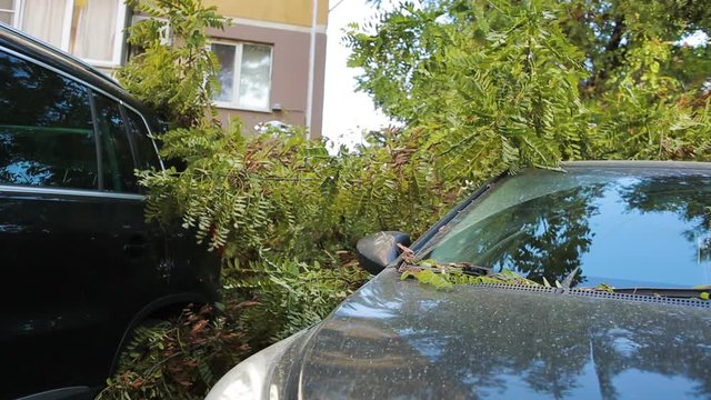 tree fell on the car. disaster. strong wind.
