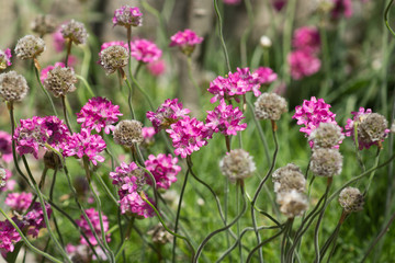 Armeria maritima (lat. Armeria vulgaris)