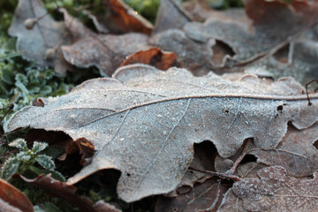 white frost on a leaf