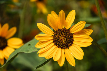 Sunflower closeup background and texture in summer.