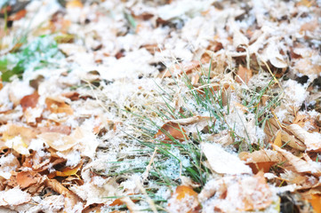 First snow after snowfall on falling leaves and grass background