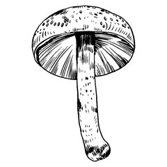 vector hand drawn ink illustration of mushroom from the forest