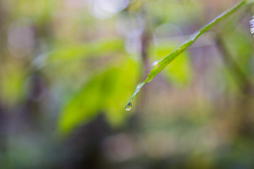 Tropfen aus Wasser auf dem Gras und Blatt in der Natur