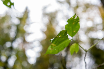 Tropfen aus Wasser auf dem Gras und Blatt in der Natur