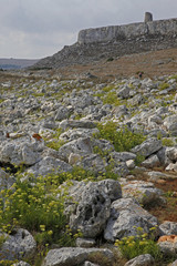 rocks weeds n tower