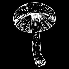 vector hand drawn ink illustration of mushroom from the forest