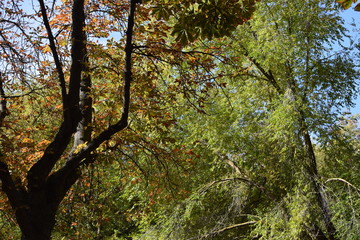 Bosques.