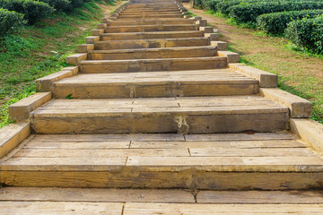 Stone stairs  in Green tea plantations.