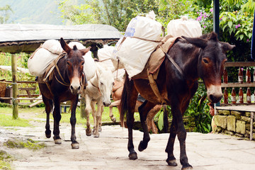Trekking in the mountains, Nepal. Donkey carrying a heavy load.