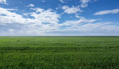 field of green grass and sky