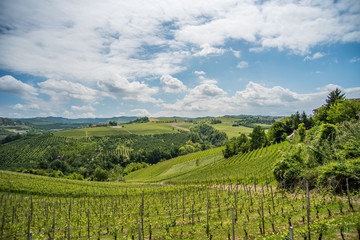 Fototapeta na wymiar Piemonte - Le Langhe terre di castelli e vino 